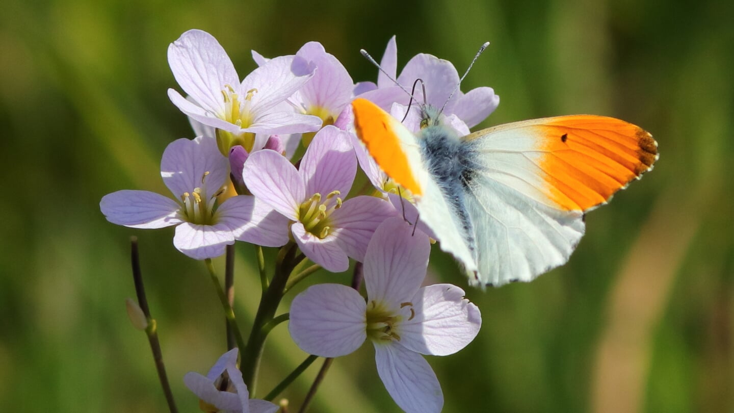 Excursie Vlinders, Hommels En Kevers Op De Bosdijk Met Natuurgidsen Van ...