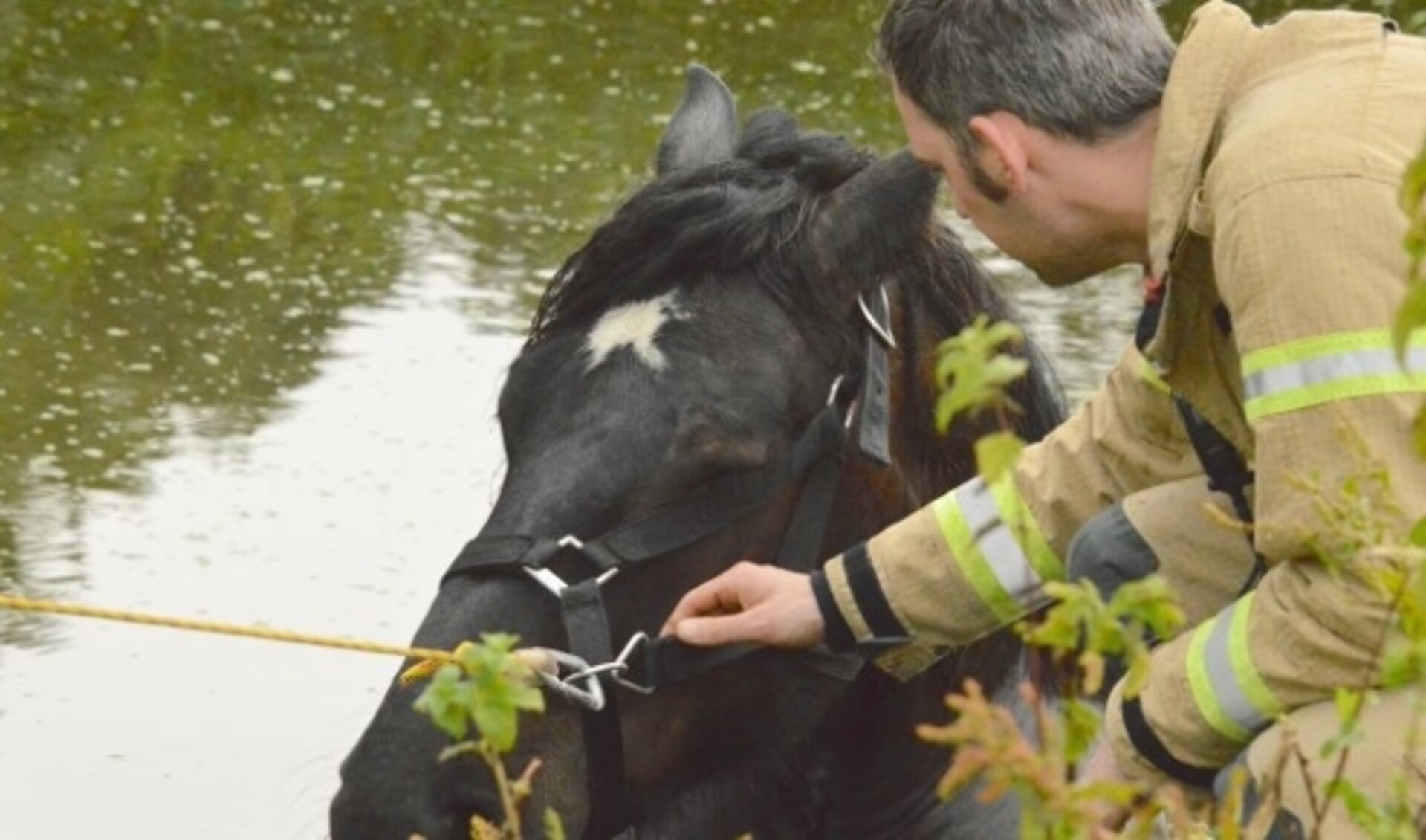 De brandweer moest eraan te pas komen om een paard uit de sloot te redden. 