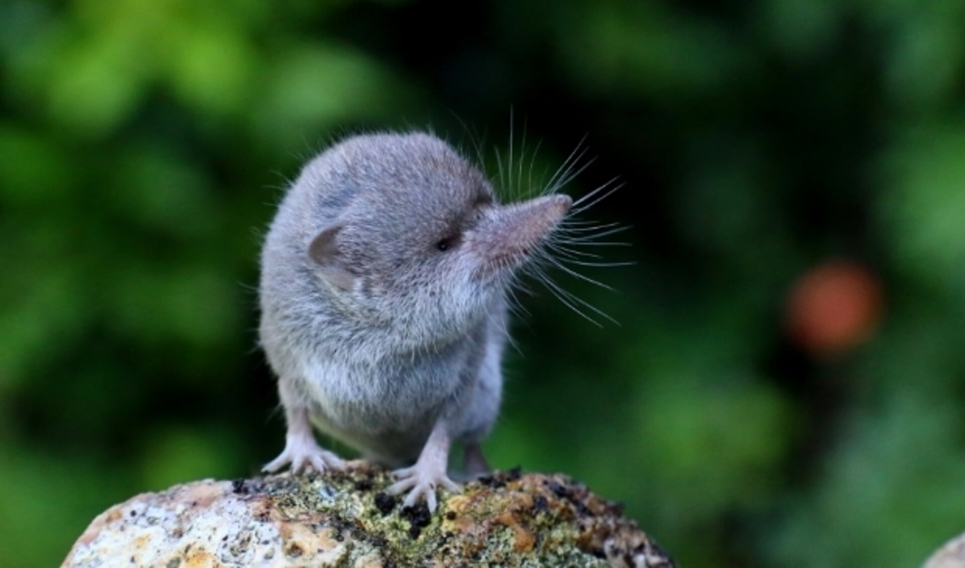 De huisspitsmuis is een roofdiertje. (Foto: Peter Elfferich)