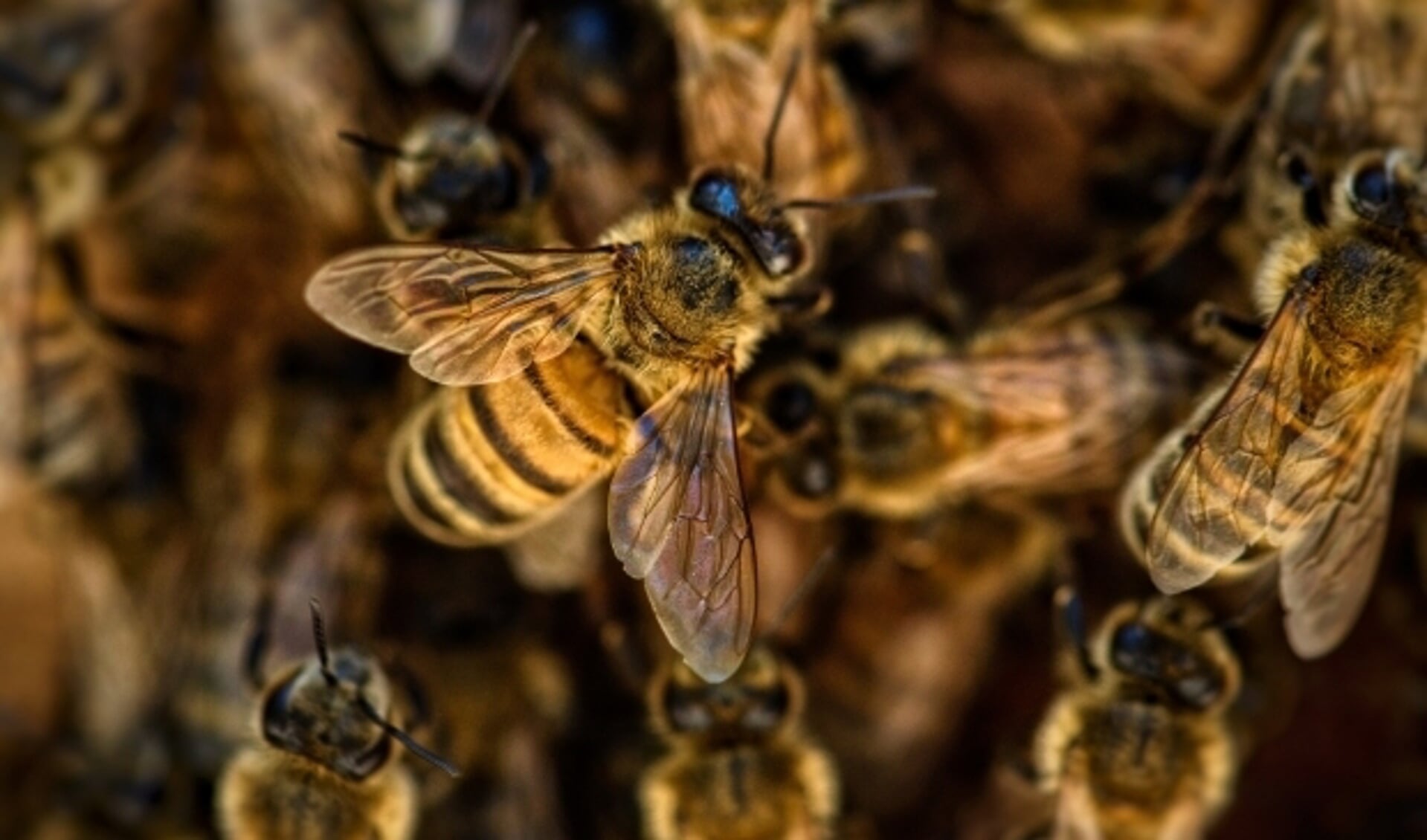 Bijen gaan er onherroepelijk aan als ze in aanraking komen met imidacloprid.