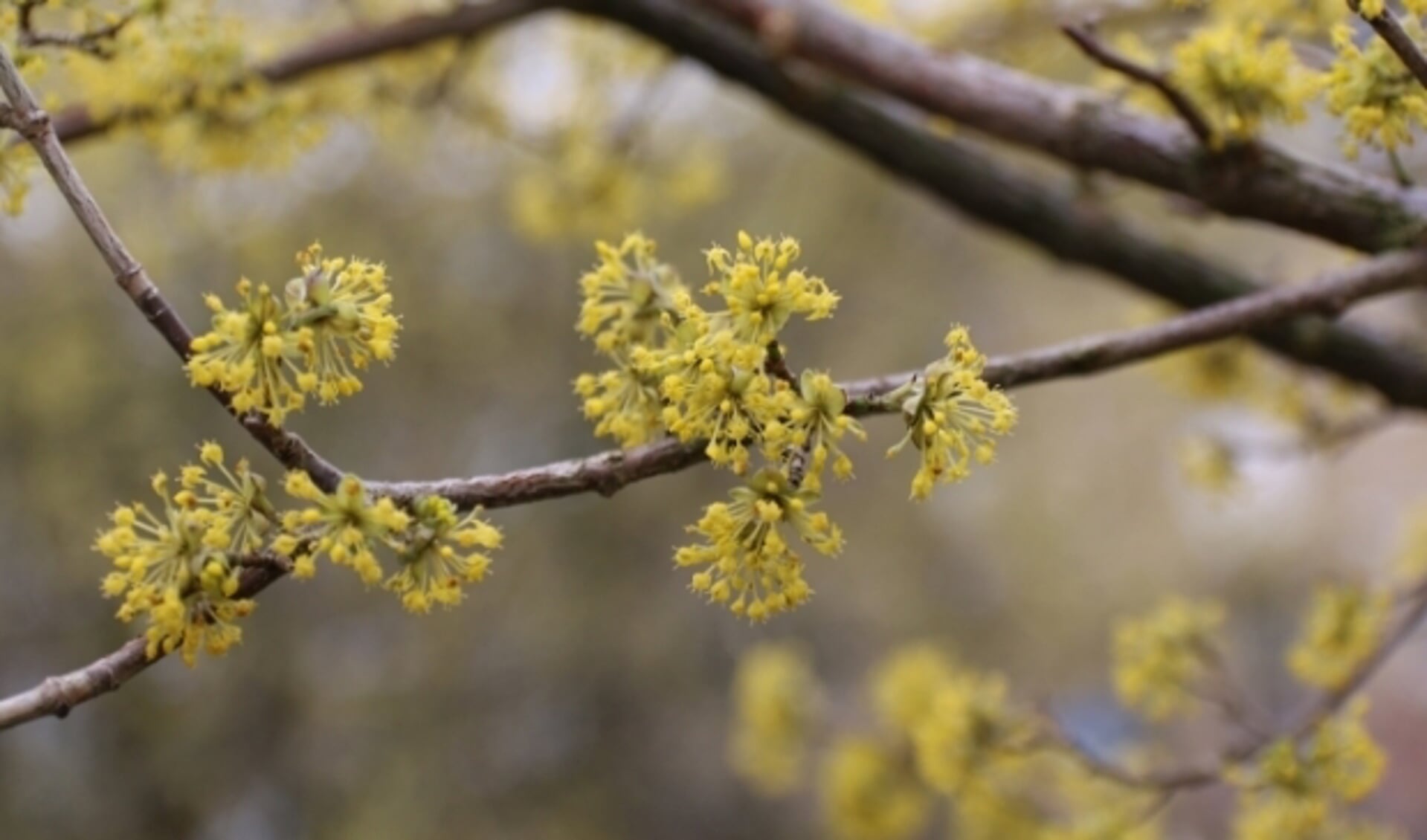 Gele kornoelje bloeit vroeg in het jaar op het kale hout. (Foto: Caroline Elfferich)
