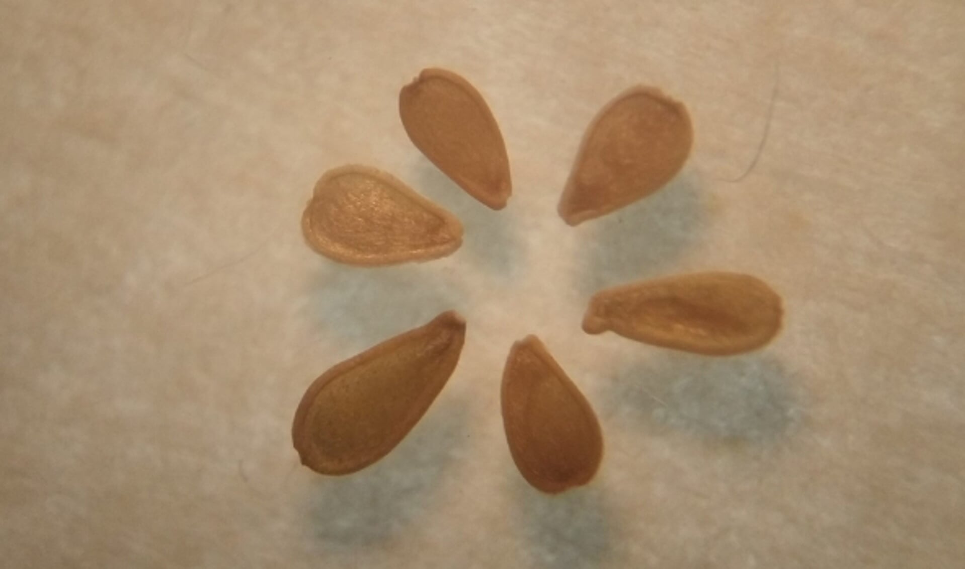 De zaden van madeliefjes zijn circa 1,5 millimeter lang. (Foto: Marieke Elfferich)
