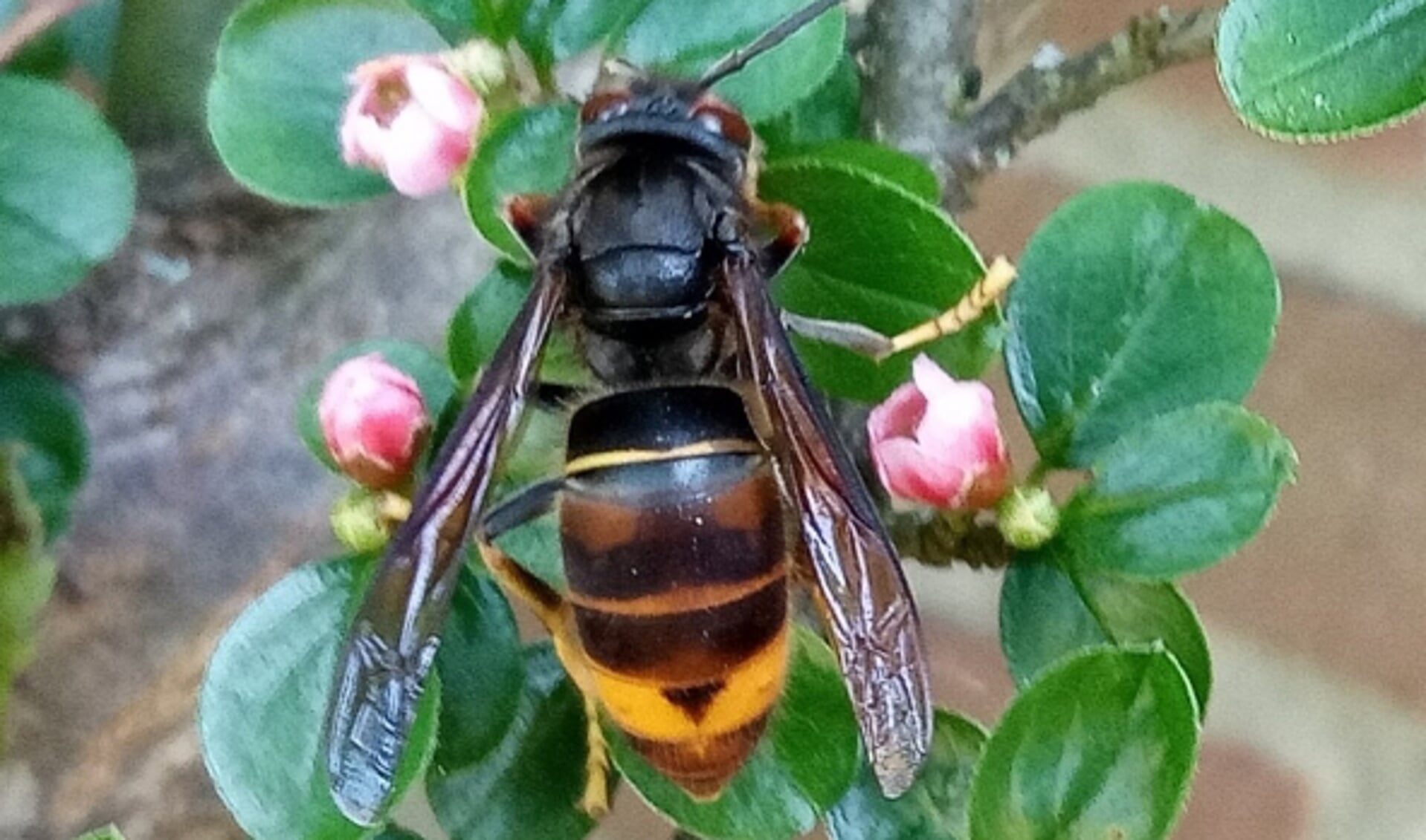De Aziatische Hoornaar is een bedreiging voor inheemse insecten zoals bijen. (Foto: Waarnemingen.nl.) 