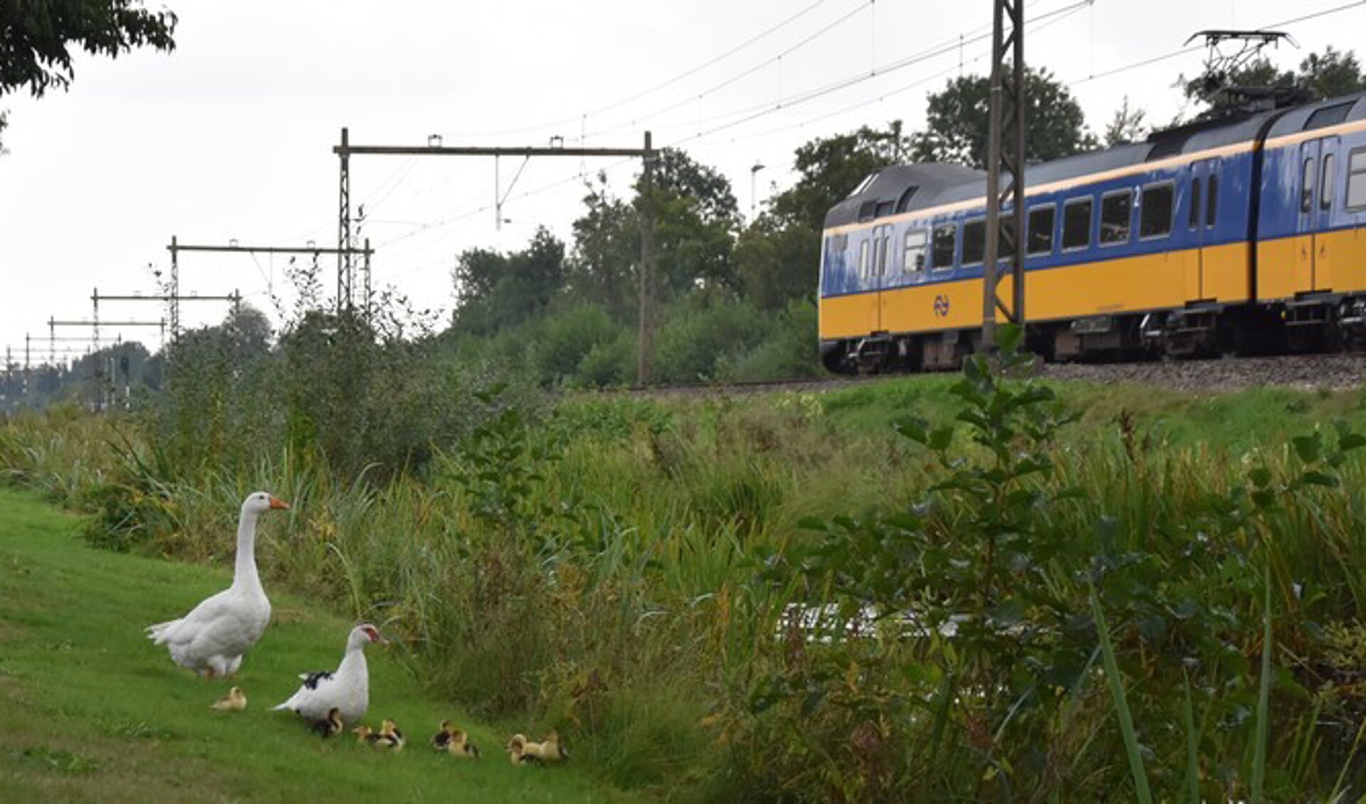 Afbeelding