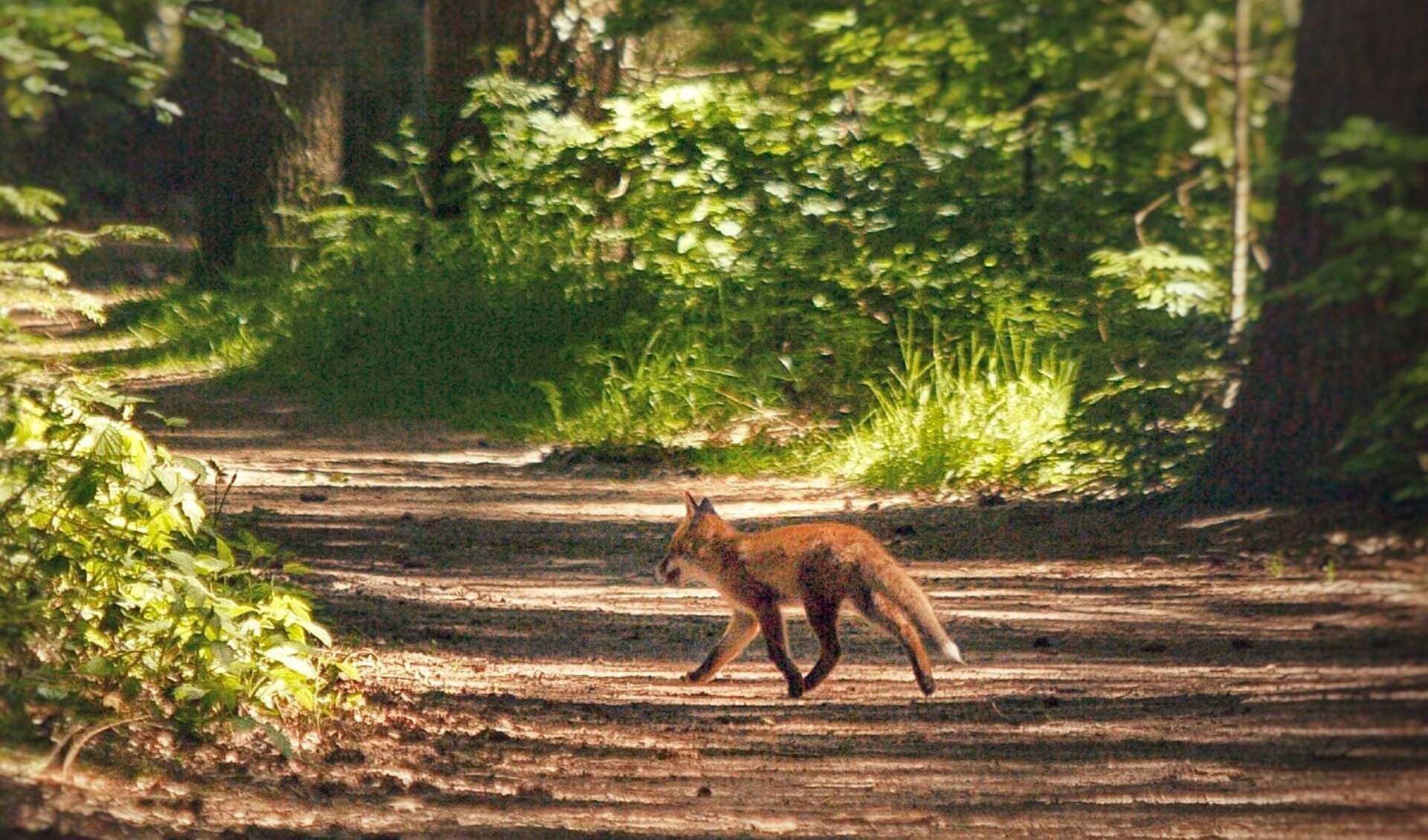 Foto: Thomas Veeningen 