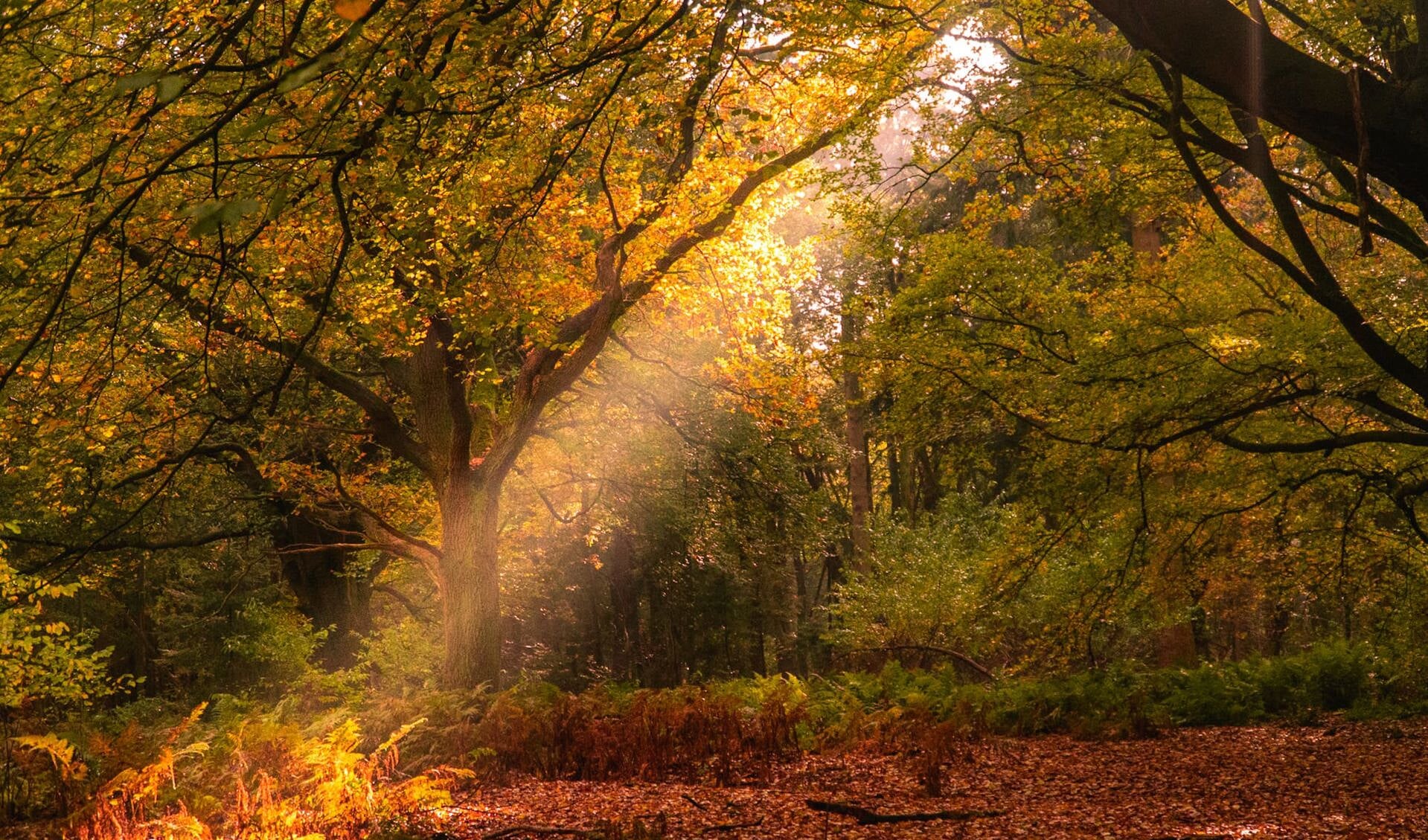 Gouden herfst in het Rijsterbos Foto Folkert Folkertsma