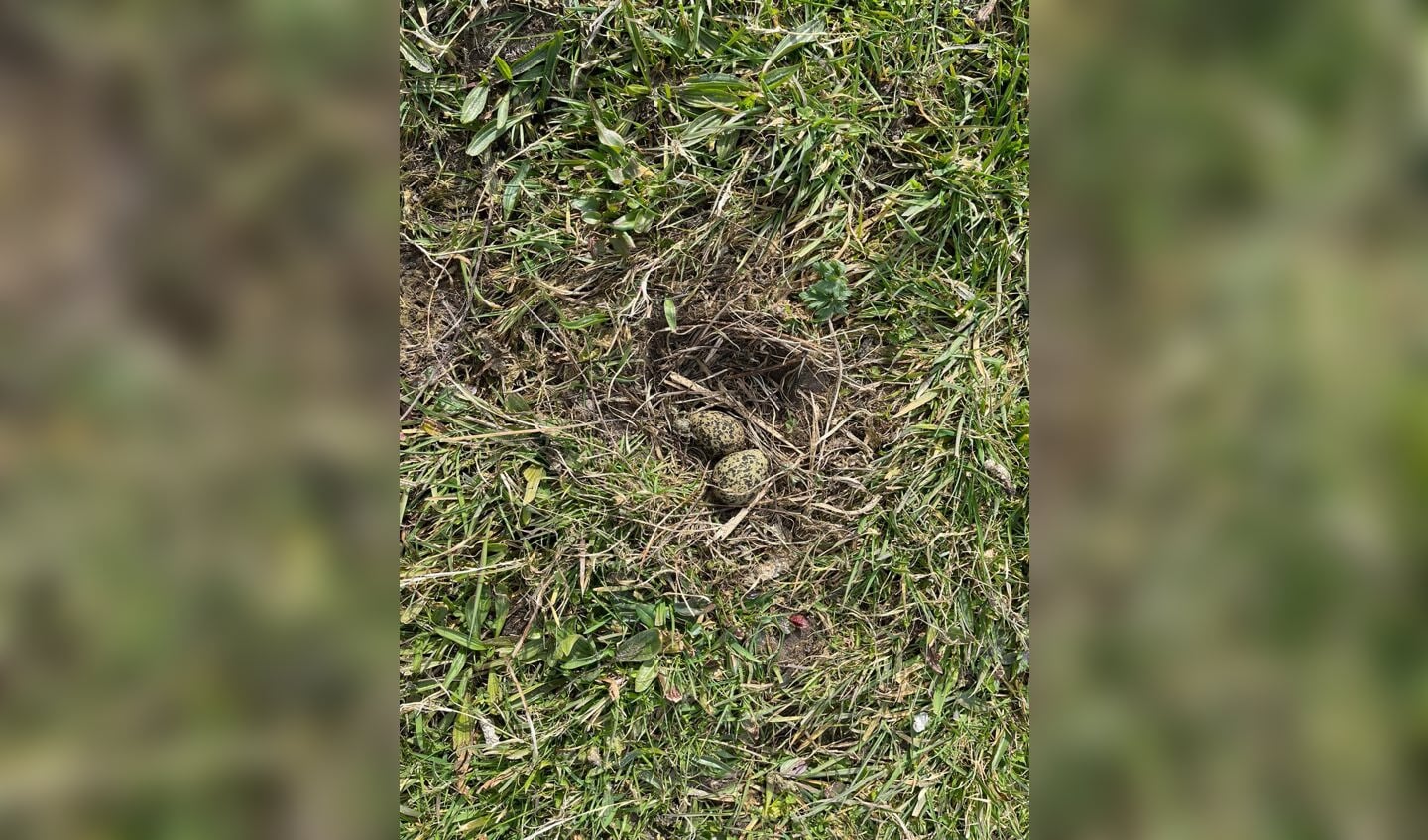 Foto Bond Friese Vogelwacht