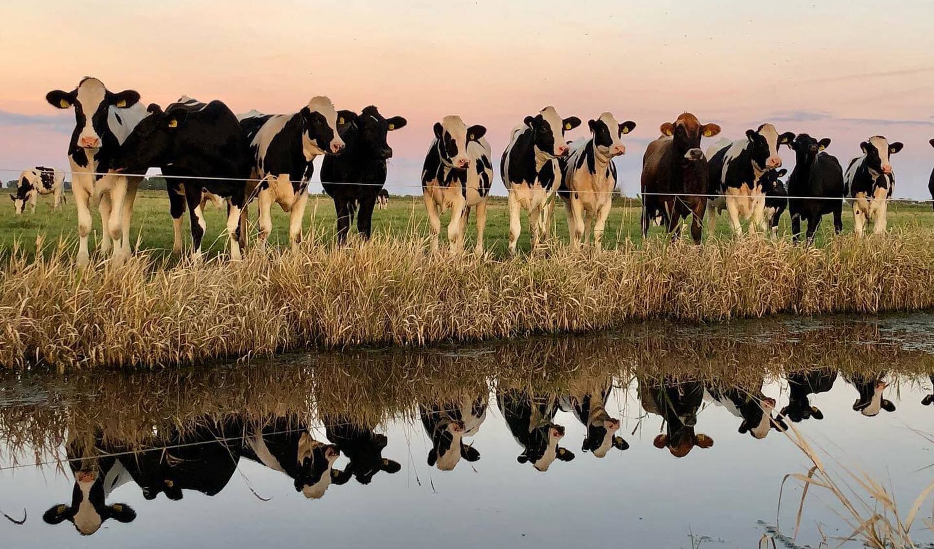 Koeien in de avond aan de sloot Foto Maaike van der Veen