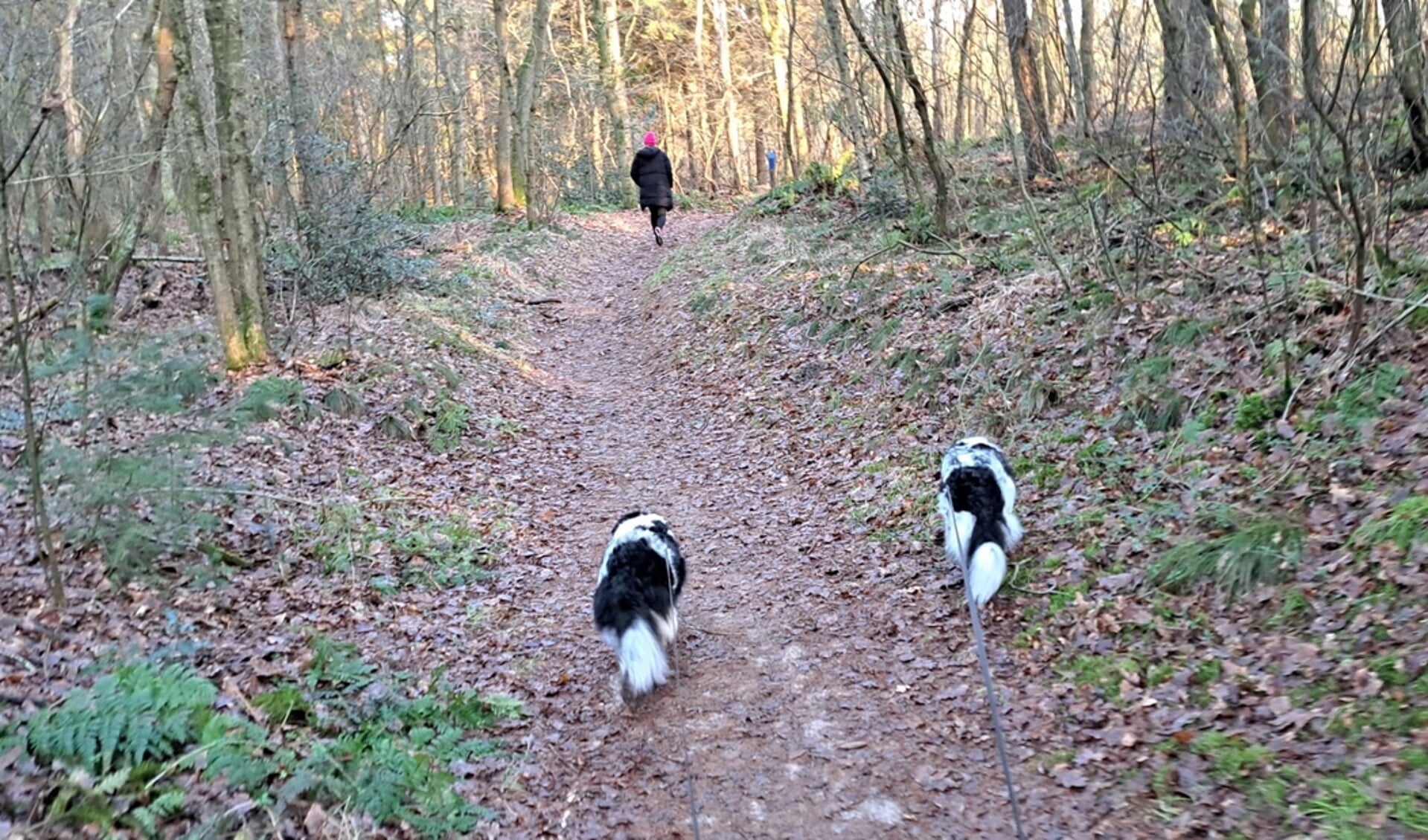 Sabine Wernans wandelde de tocht met haar twee honden Eigen foto