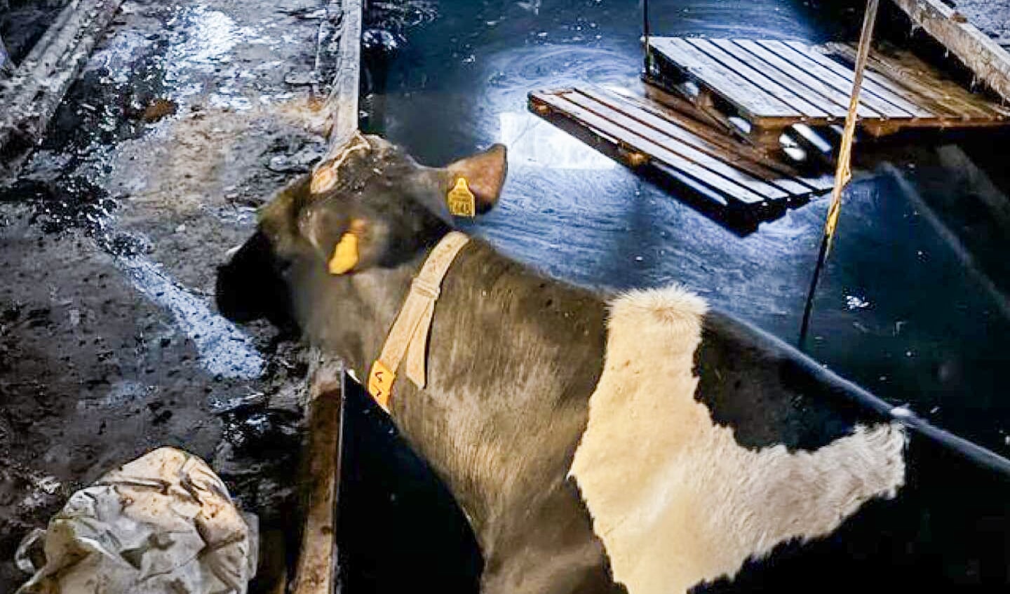 Koe in oude melkput in Vegelinsoord gered door de brandweer Foto Brandweer Joure