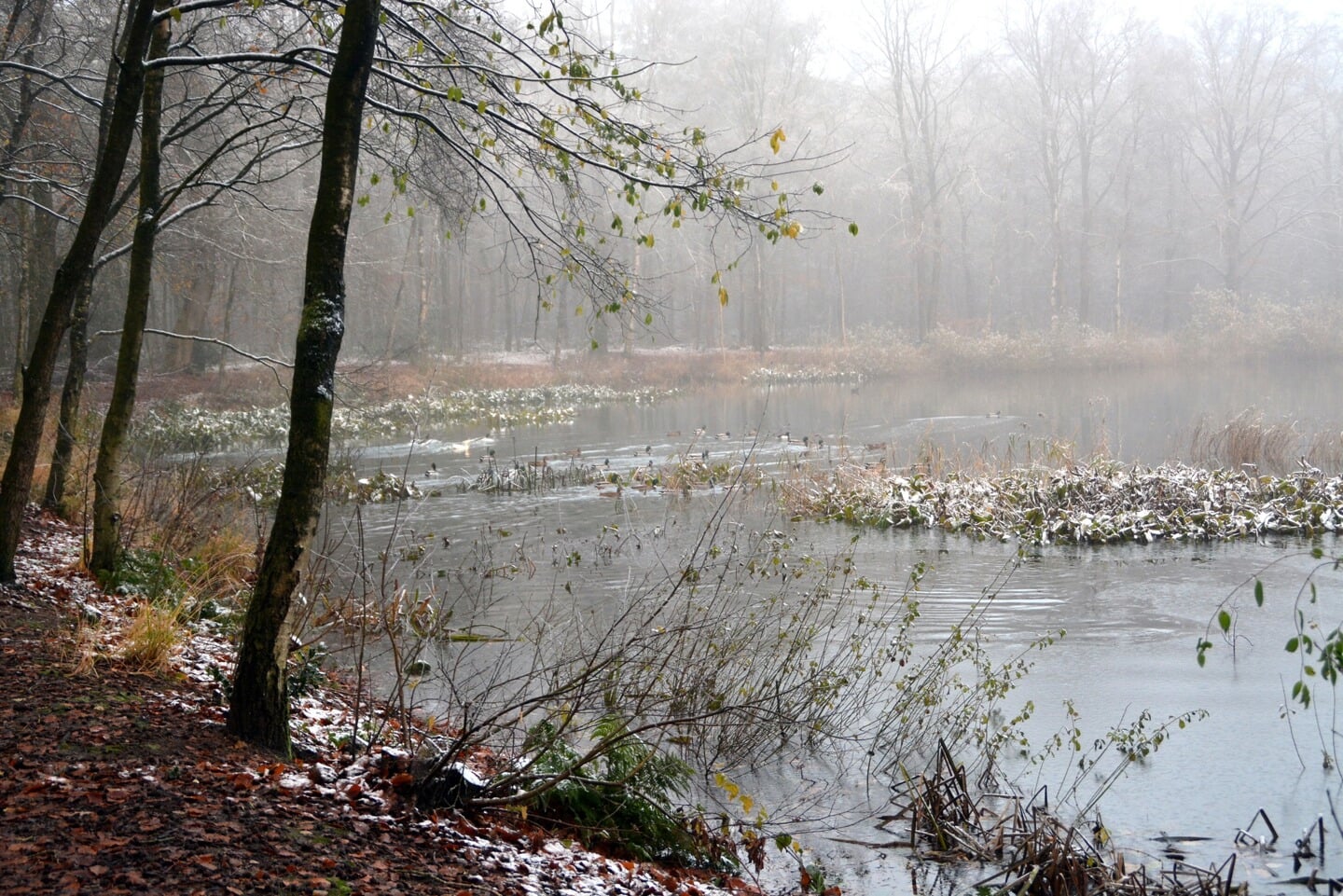 Winterse aanblik rond de bosvijver in de Vegenlinbossen.