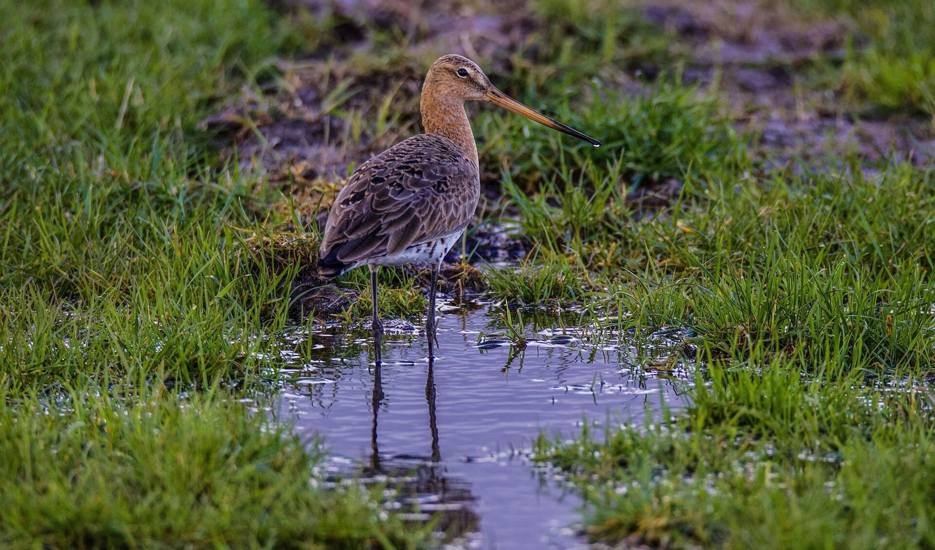 Foto: Natuurmonumenten/Dick te Pas