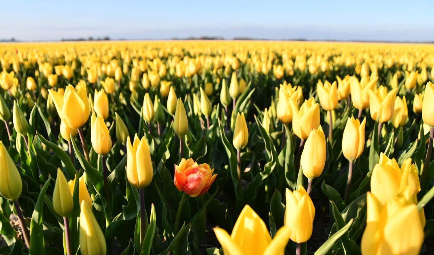 Prachtige tulpenvelden in de Noordoostpolder Foto Thewes Hoekstra 4
