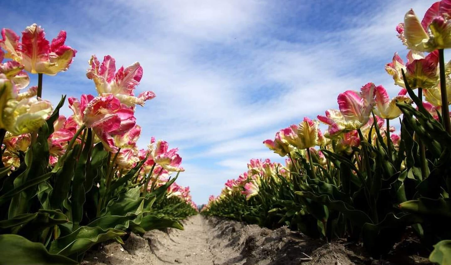 Prachtige tulpenvelden in de Noordoostpolder Foto Jan van der Werf