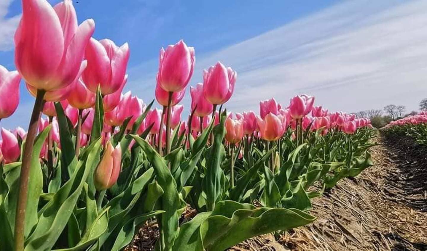 Prachtige tulpenvelden in de Noordoostpolder Foto Thewes Hoekstra 4
