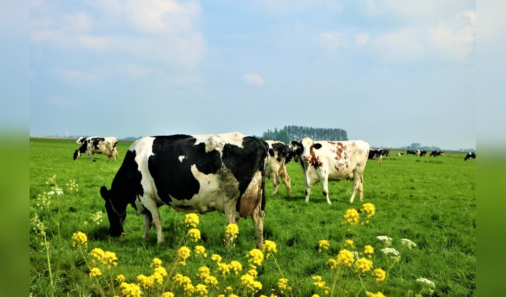 Foto Henk van der Veer