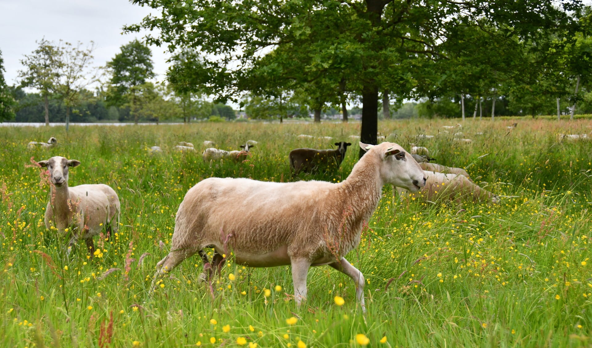 Graasmaaiende schapen bij Nieuweschoot Foto Thewes Hoekstra