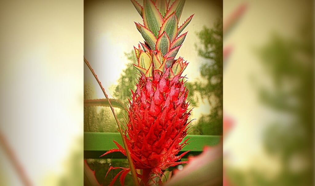 De prachtige ananas van De Tropische Kas.