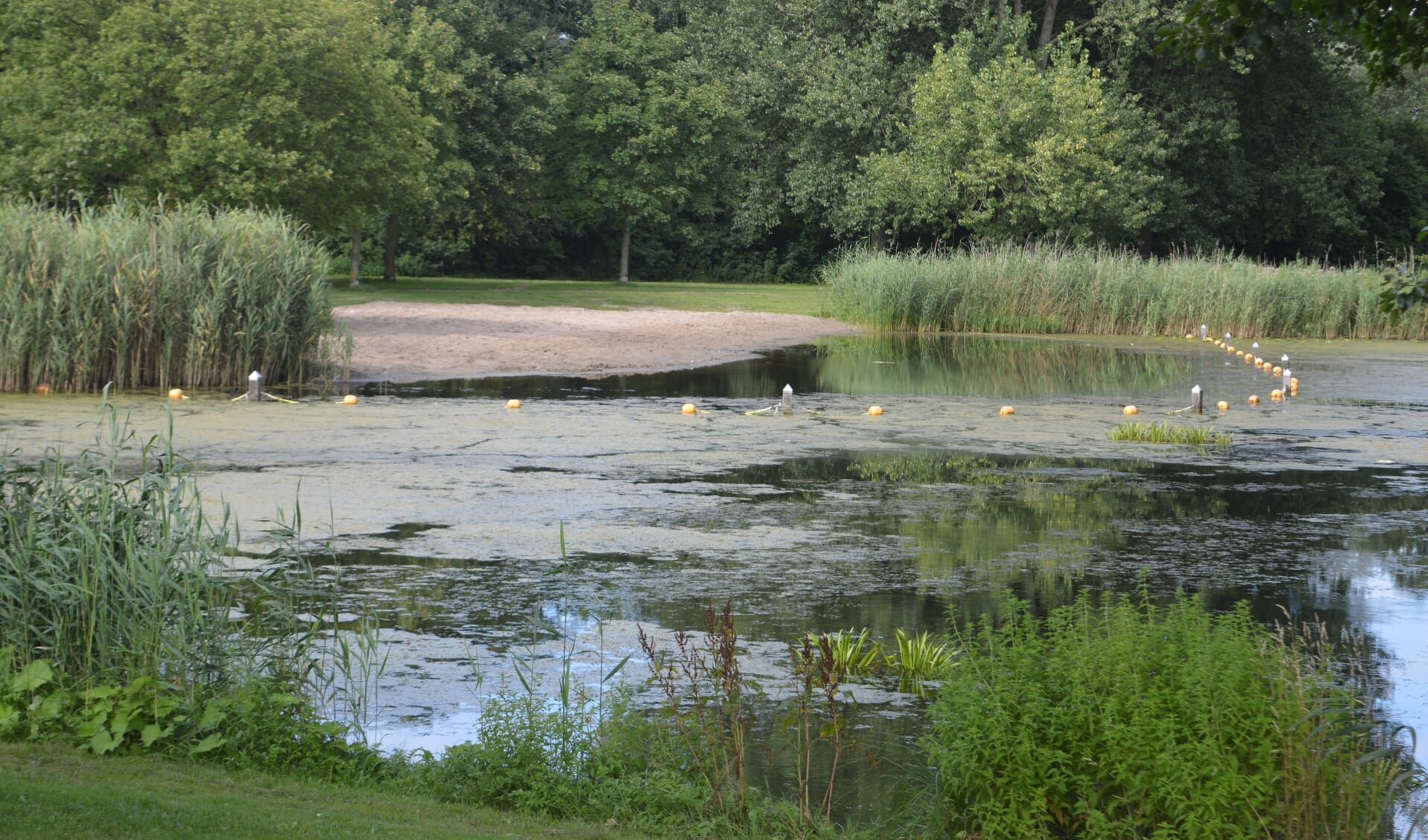 De zwemplas van Wevershoek wordt weer geplaagd door blauwalg