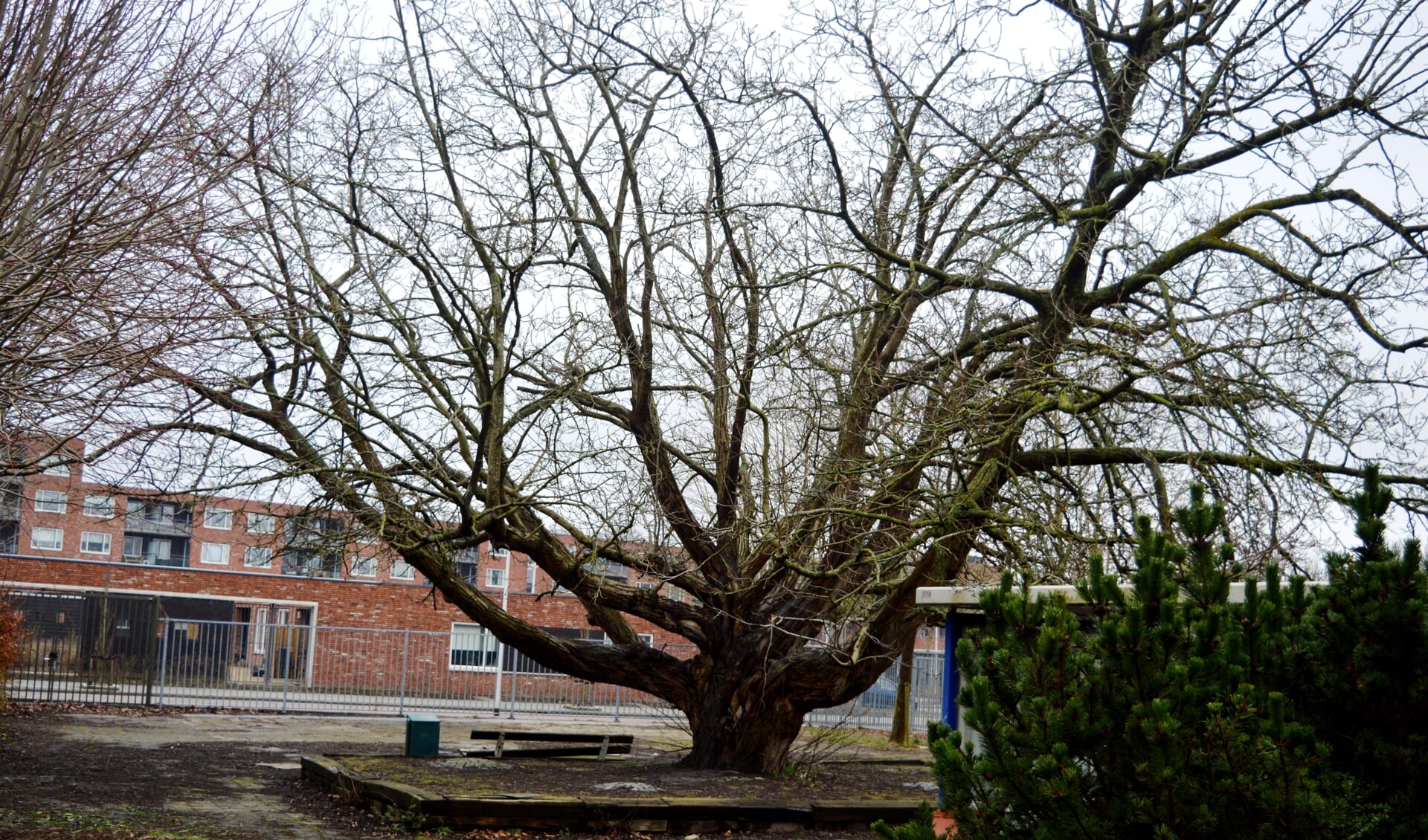 De Kaukasische vleugelnootboom van de huishoudschool