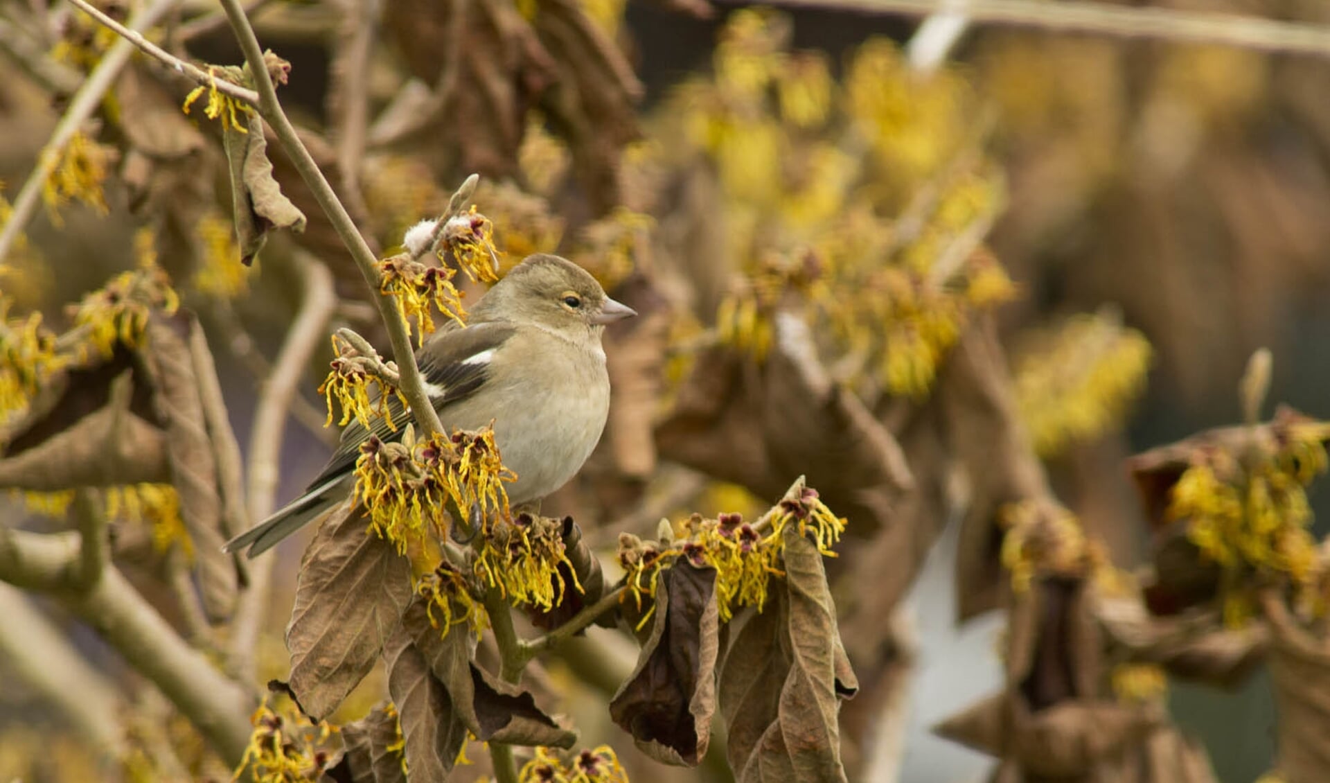 Vink Jan Tuin