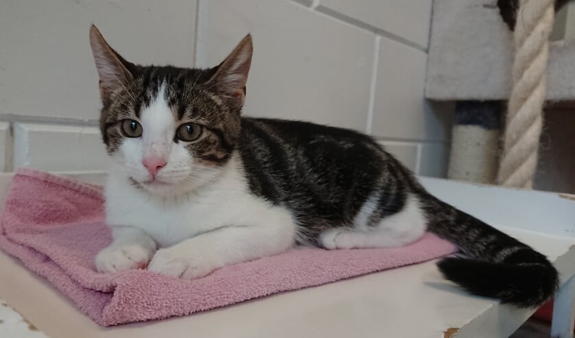 Yani is een van de kittens in het asiel.