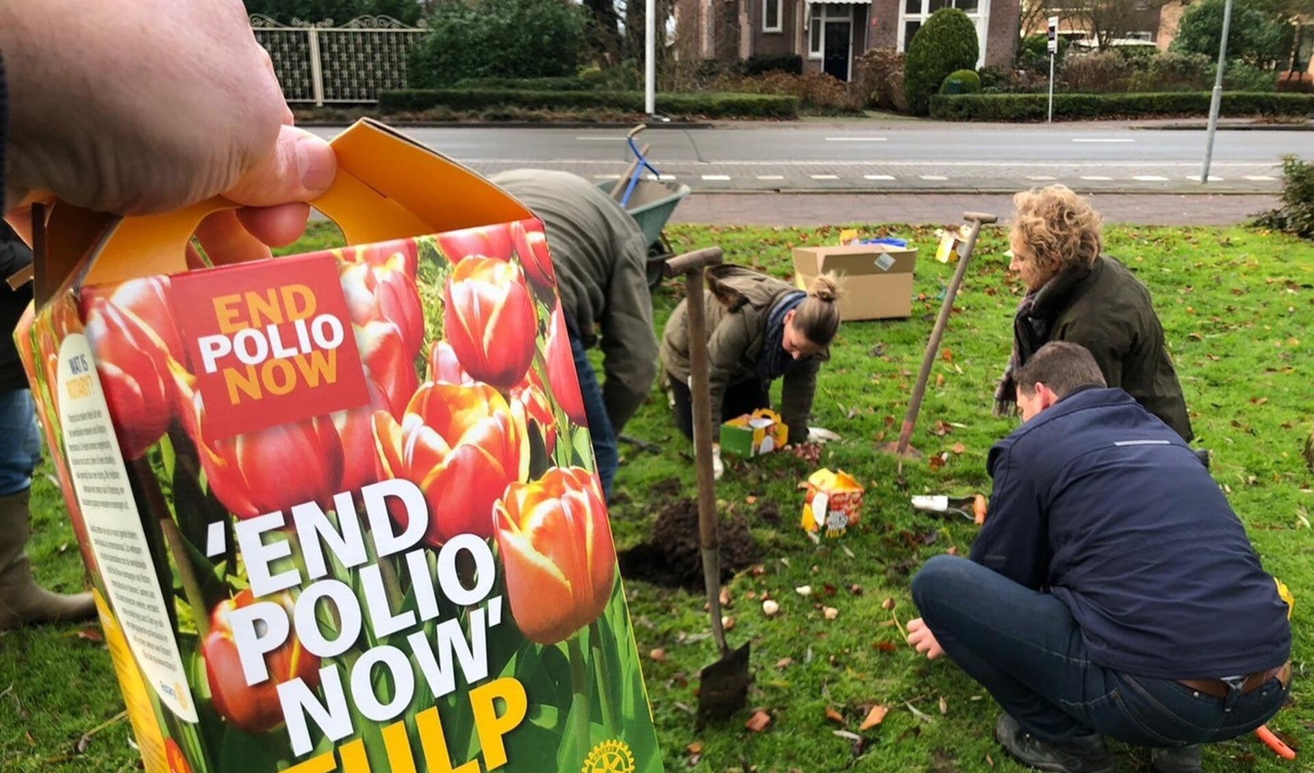 De voor 'End Polio Now' gekochte bloembollen gingen in Rijsoord de grond in
