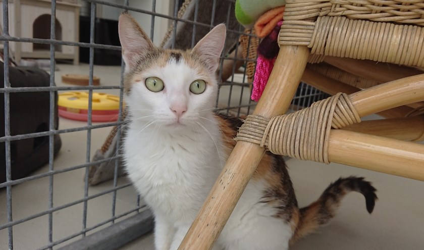 Poes Allie het langst op een nieuw thuis.