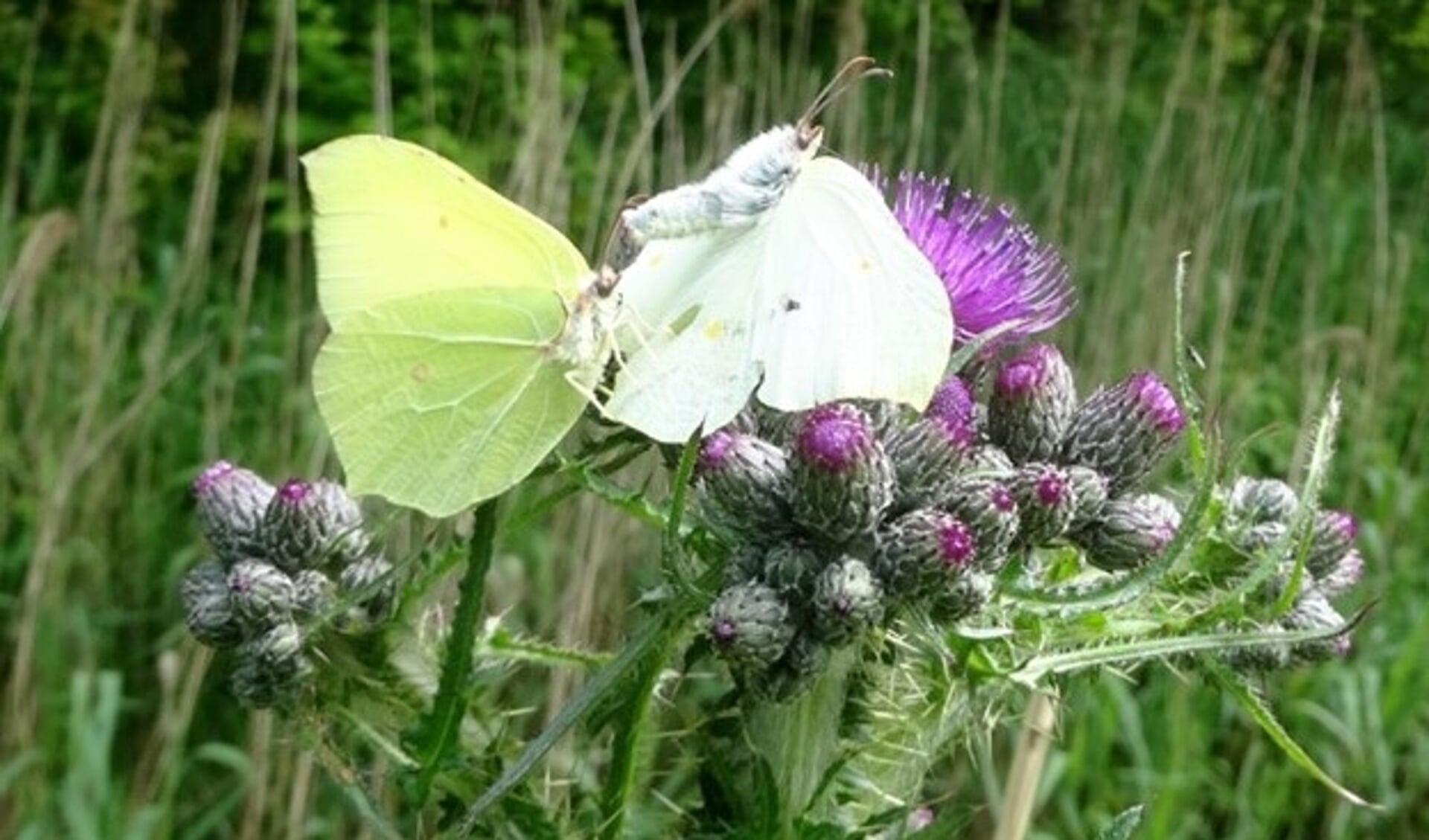 Distels zijn belangrijk voor vlinders (foto Aart van Dragt)