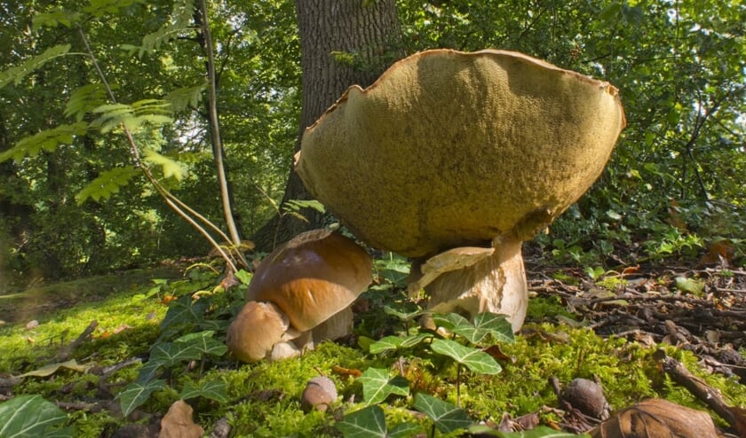 Eekhoorntjesbrood. Foto: Jan Tuin