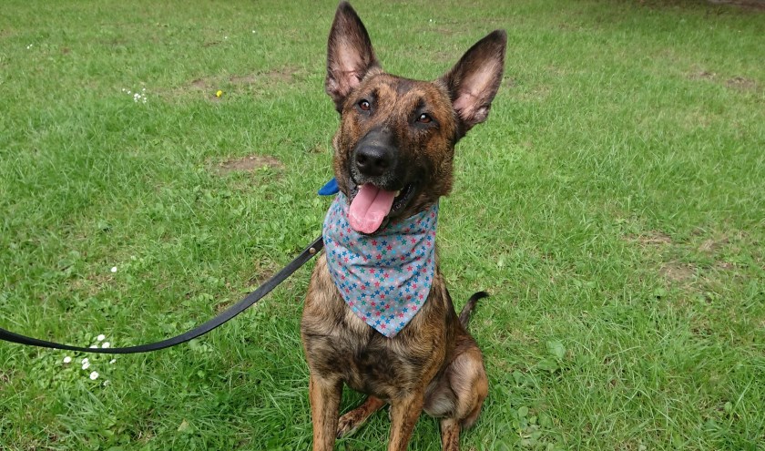 Andes is een lieve kruising Hollandse Herder van één jaar oud.