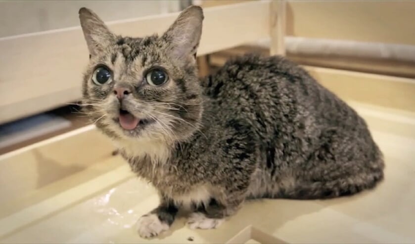 Anderhalf uur kattenfilmpjes kijken.