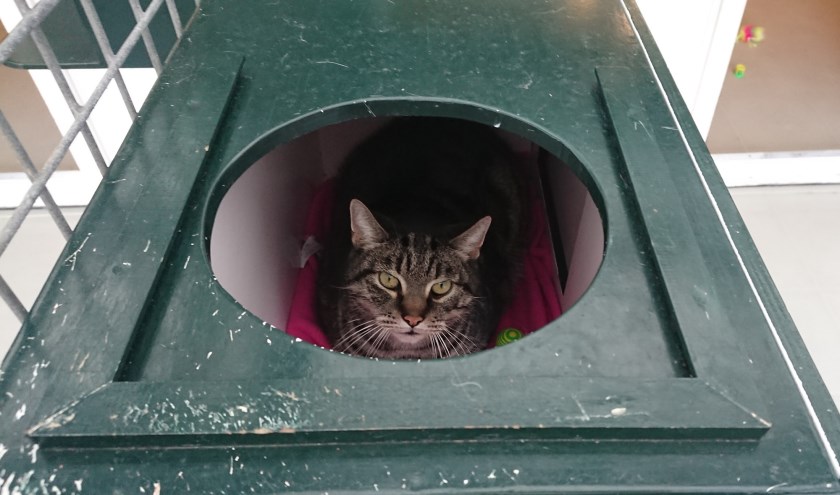 Kater Ben heeft lang geen contact met mensen gehad.