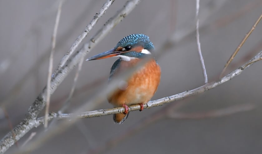 Foto: Gerard Dekker