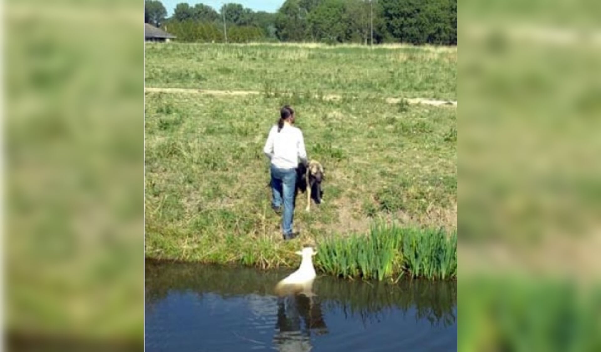 Deze hondenbezitter moest eerst zijn hond en toen een schaap uit het water halen. (foto: Barend Zinkweg)