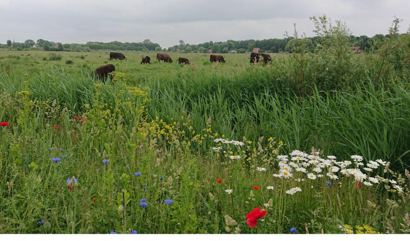 Klimaatbuffer IJsselmonde.