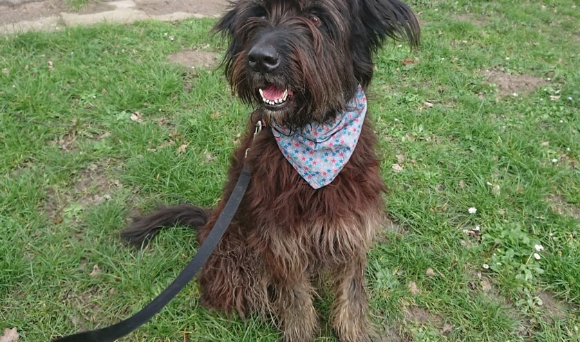 Moos is een leuke en slimme Briard.