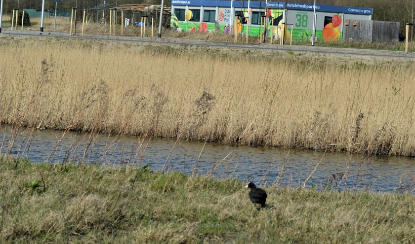 Nu het domein van vogels, maar op 15 mei de plek van het Piraten Festijn