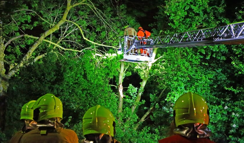 Hoog in de boom om verdere schade te voorkomen