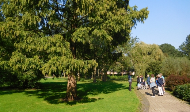 <p>Watercipres of Chinese mammoetboom in park Buitenoord. </p>