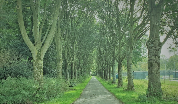 <p>Het Essenlaantje dreigt door de uitbreiding van het honkbalcomplex als doorgaand fietspad te verdwijnen</p>