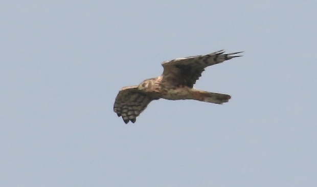 <p>Trekvogels tellen tijdens Euro Birdwatch</p>