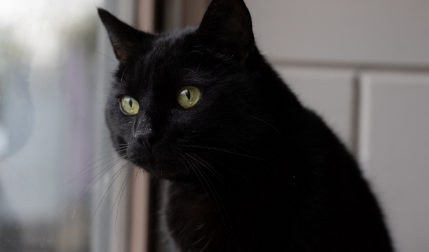 <p pstyle="Kop Middel">Phoebe heeft suikerziekte.</p>