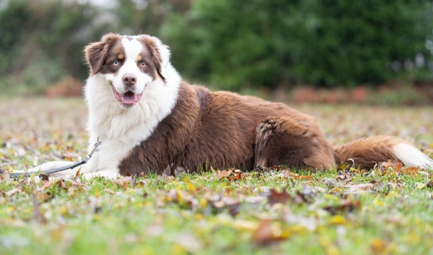<p>Dex is een leuke hond, maar hij past niet bij elke baas.</p>