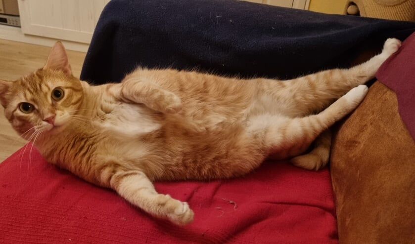 Mijn lieve maatje Lucky wil graag in De Schakel komen te staan! (foto: Melissa van Rossem)