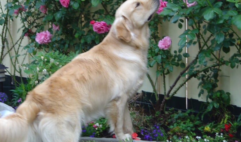 Tommy heeft iets met de heerlijk ruikende rozen in de tuin. (foto: Engelien van Ewijk-Laurens)