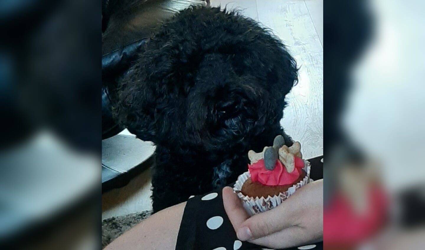 Labradoodle Pien wordt op dierendag verwend met een honden cupcake. (foto: Fam. de Keijser) 