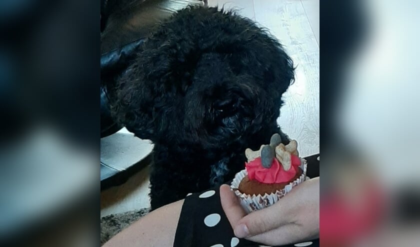 Labradoodle Pien wordt op dierendag verwend met een honden cupcake. (foto: Fam. de Keijser) 