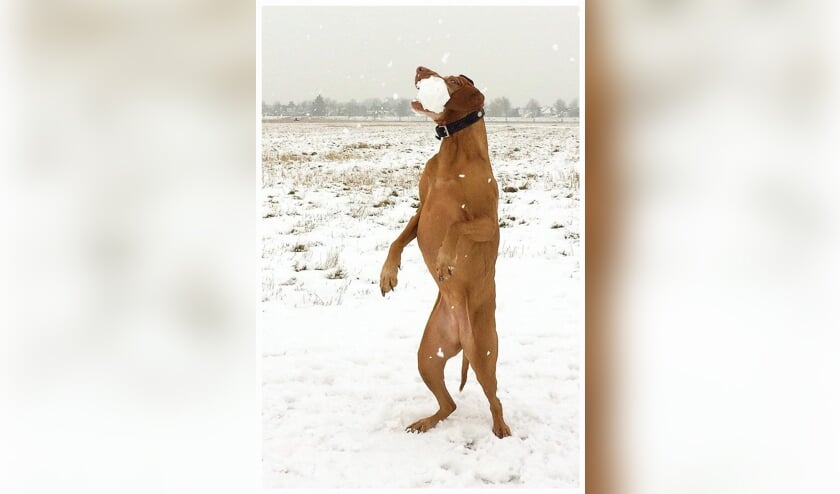 “Een foto van alweer een aantal jaar geleden en helaas is zij er inmiddels niet meer. Maar de herinneringen zijn natuurlijk onuitwisbaar, zoals ook deze dus...”, aldus Rob Stieber.