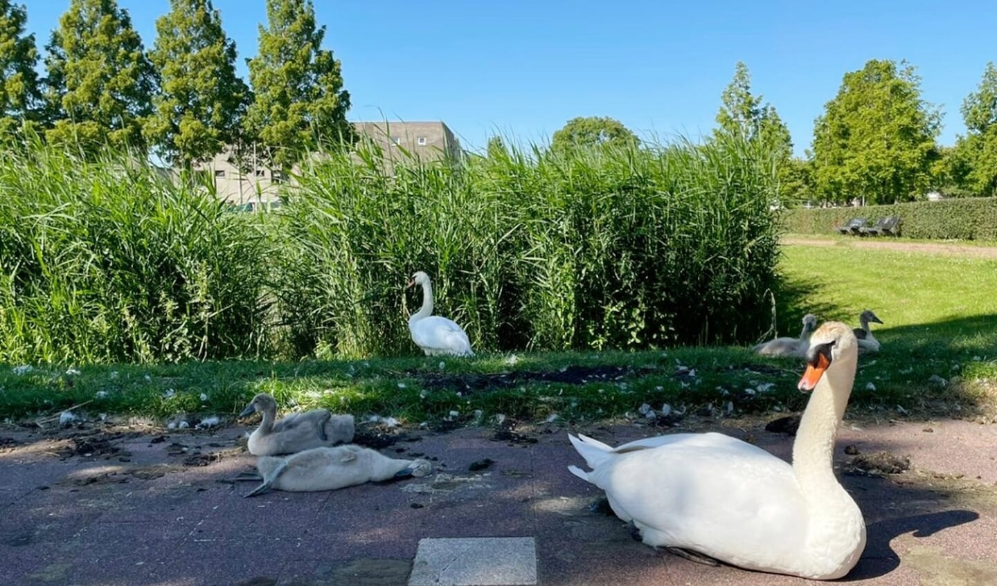 Het dode zwaantje ligt midden op de foto.